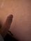 Analhunter - Mester Pest